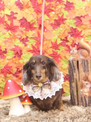 20241108ここあくん